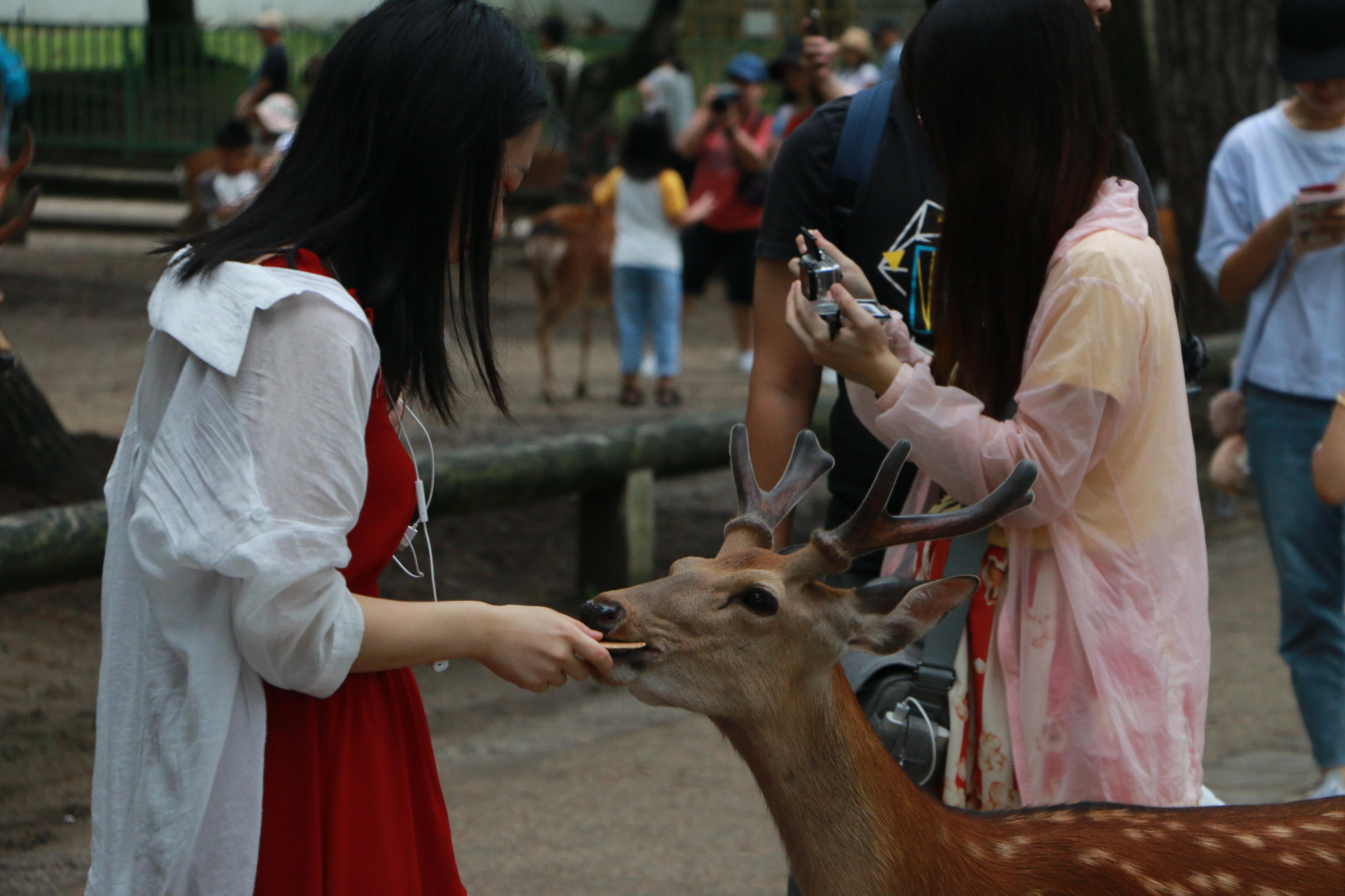 小姐姐喂🦌